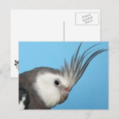 Carte Postale Cockatiel Homme Whiteface (Devant / Derrière)
