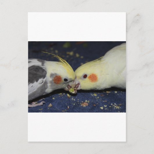 Carte Postale Cockatiel Love (Devant)