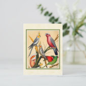Carte Postale Cockatiels vintages et Cockatoo (Debout devant)