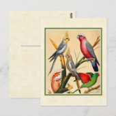 Carte Postale Cockatiels vintages et Cockatoo (Devant / Derrière)