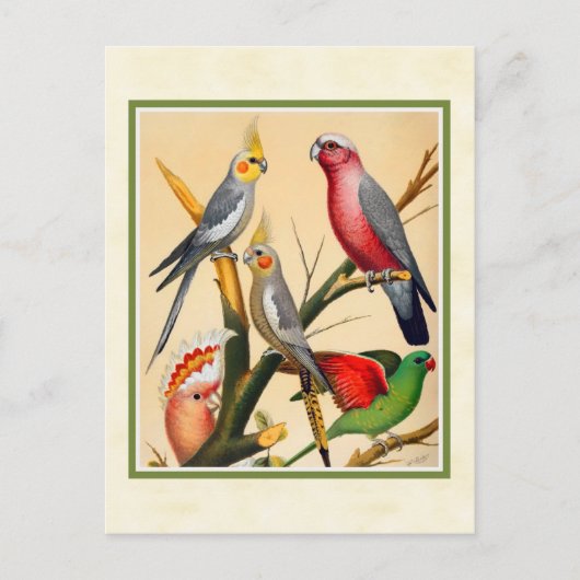 Carte Postale Cockatiels vintages et Cockatoo (Devant)