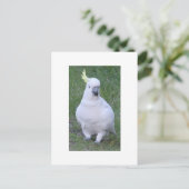 Carte Postale Cockatoo (Debout devant)