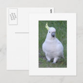 Carte Postale Cockatoo (Devant / Derrière)