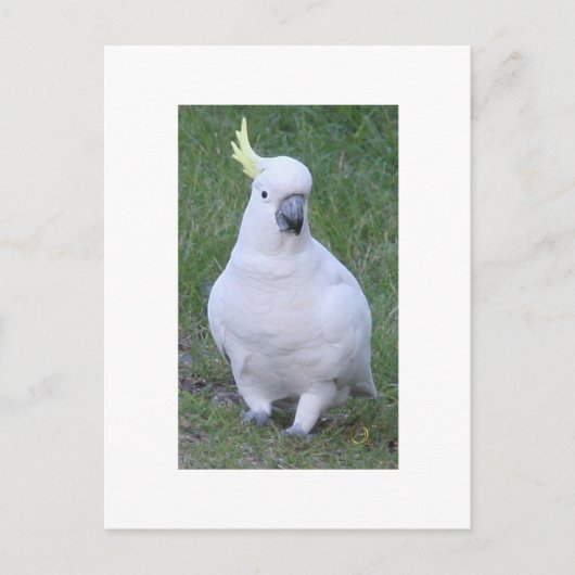 Carte Postale Cockatoo (Devant)