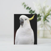 Carte Postale Cockatoo (Debout devant)
