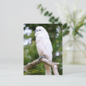Carte Postale Cockatoo (Debout devant)