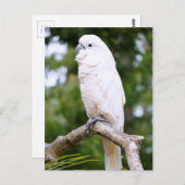 Carte Postale Cockatoo (Devant / Derrière)