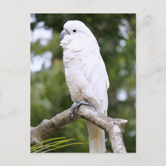 Carte Postale Cockatoo (Devant)