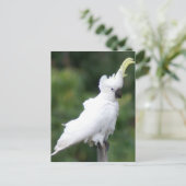 Carte Postale Cockatoo (Debout devant)