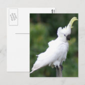 Carte Postale Cockatoo (Devant / Derrière)