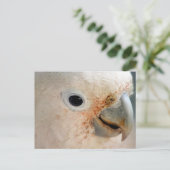 Carte Postale Cockatoo (Debout devant)
