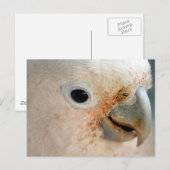 Carte Postale Cockatoo (Devant / Derrière)