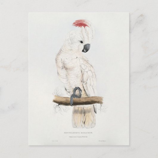 Carte Postale Cockatoo à crête saumon (Devant)