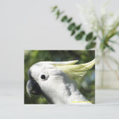 Carte Postale Cockatoo à pois de soufre (Debout devant)
