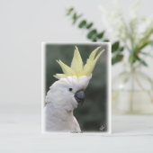 Carte Postale Cockatoo à pois de soufre 9Y331D-005 (Debout devant)