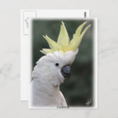 Carte Postale Cockatoo à pois de soufre 9Y331D-005 (Devant / Derrière)