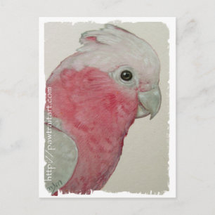 Carte postale - Cockatoo à poitrine Rose