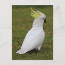 Cockatoo blanc