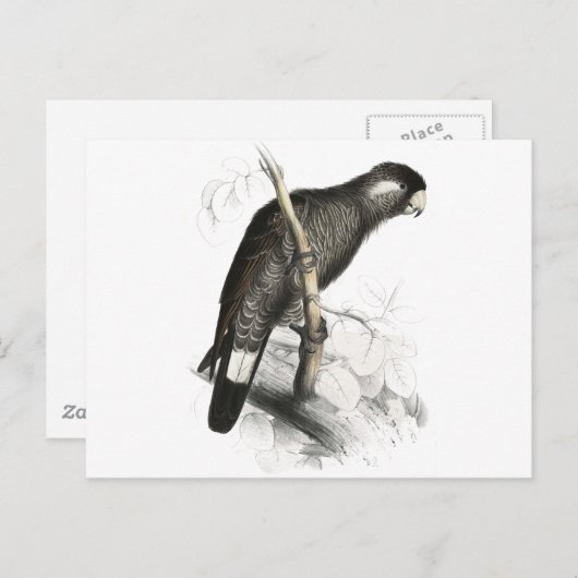 Carte Postale Cockatoo de Baudin par Edward Lear (Devant / Derrière)