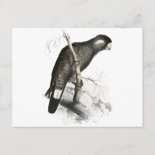 Carte Postale Cockatoo de Baudin par Edward Lear