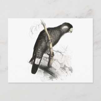 Carte Postale Cockatoo de Baudin par Edward Lear