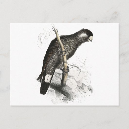 Carte Postale Cockatoo de Baudin par Edward Lear (Devant)