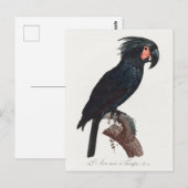 Carte Postale Cockatoo de palme, perroquet de probosciger (Devant / Derrière)