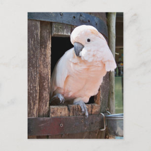 Carte Postale Cockatoo Moluccan