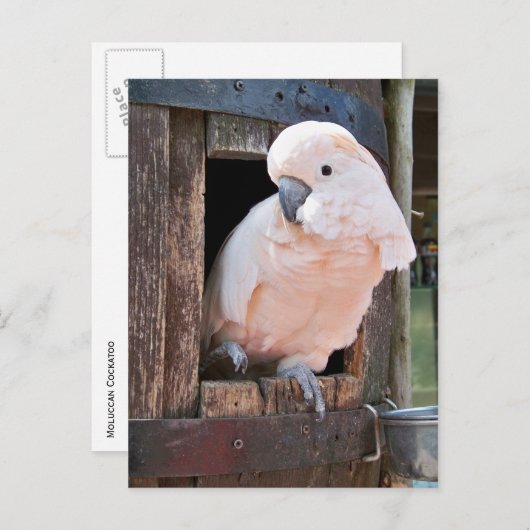 Carte Postale Cockatoo Moluccan (Devant / Derrière)