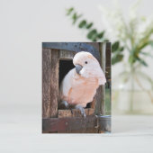 Carte Postale Cockatoo Moluccan (Debout devant)