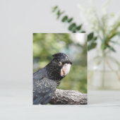 Carte Postale Cockatoo noir à queue rouge (Debout devant)