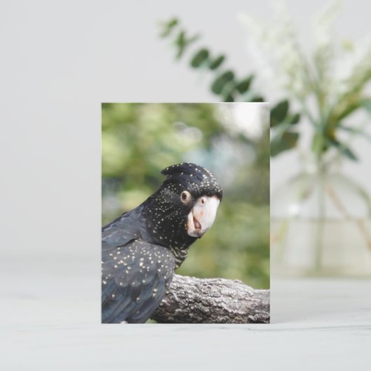 Carte Postale Cockatoo noir à queue rouge (Debout devant)