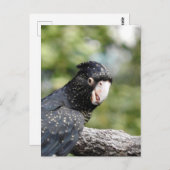 Carte Postale Cockatoo noir à queue rouge (Devant / Derrière)