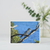 Carte Postale cockatoo noir à queue rouge (Debout devant)