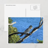 Carte Postale cockatoo noir à queue rouge (Devant / Derrière)