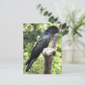 Carte Postale Cockatoo noir à queue rouge (Debout devant)