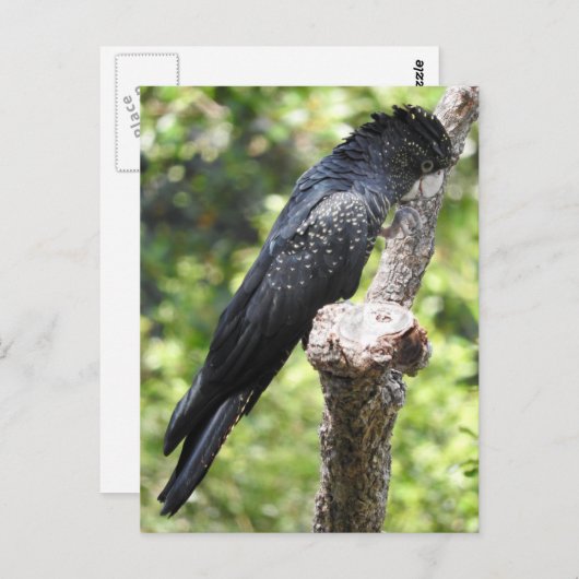 Carte Postale Cockatoo noir à queue rouge (Devant / Derrière)