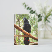 CARTE POSTALE COCKATOO NOIR QUEENSLAND AUSTRALIE (Debout devant)