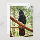 CARTE POSTALE COCKATOO NOIR QUEENSLAND AUSTRALIE (Devant / Derrière)