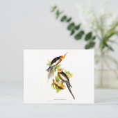 Carte Postale Cockatoo Parakeet (Debout devant)