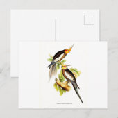 Carte Postale Cockatoo Parakeet (Devant / Derrière)