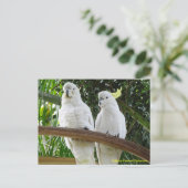 Carte Postale Cockatoos à pois de soufre (Debout devant)