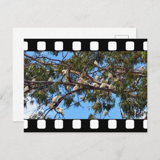 Carte Postale Cockatoos Australiens Sauvages Dans Les Gommes, (Devant / Derrière)