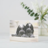 Carte Postale Cocker anglais (Debout devant)