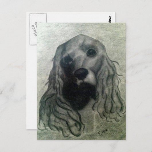Carte Postale Cocker Drawing, Claire (Devant / Derrière)