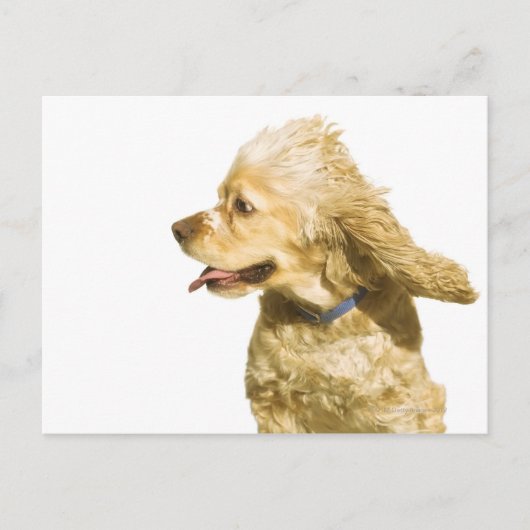 Carte Postale Cocker Spaniel (Devant)