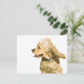Carte Postale Cocker Spaniel (Debout devant)