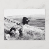 Carte Postale Cocker Spaniel (Devant)