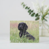 Carte Postale cocker spaniel (Debout devant)