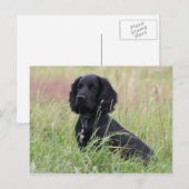 Carte Postale cocker spaniel (Devant / Derrière)